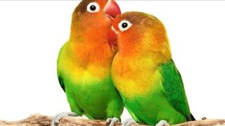 ????????Easy fixable and flexible love birds cage making video.????????