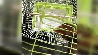 ????????Easy fixable and flexible love birds cage making video.????????