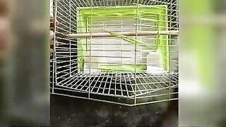 ????????Easy fixable and flexible love birds cage making video.????????