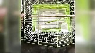 ????????Easy fixable and flexible love birds cage making video.????????