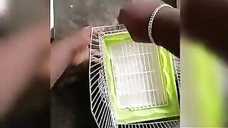 ????????Easy fixable and flexible love birds cage making video.????????