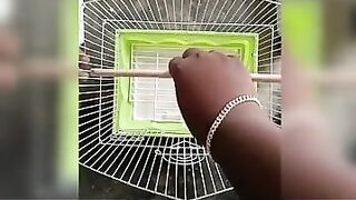 ????????Easy fixable and flexible love birds cage making video.????????