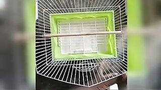 ????????Easy fixable and flexible love birds cage making video.????????