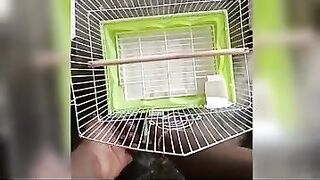 ????????Easy fixable and flexible love birds cage making video.????????