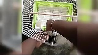 ????????Easy fixable and flexible love birds cage making video.????????