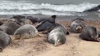 Watch these GORGEOUS SEALS stretching and rolling at HORSEY GAP BEACH in NORFOLK ENGLAND//UK Tourism