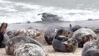 Watch these GORGEOUS SEALS stretching and rolling at HORSEY GAP BEACH in NORFOLK ENGLAND//UK Tourism