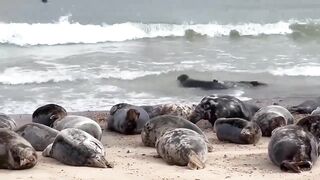 Watch these GORGEOUS SEALS stretching and rolling at HORSEY GAP BEACH in NORFOLK ENGLAND//UK Tourism