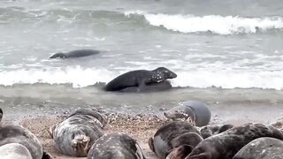 Watch these GORGEOUS SEALS stretching and rolling at HORSEY GAP BEACH in NORFOLK ENGLAND//UK Tourism