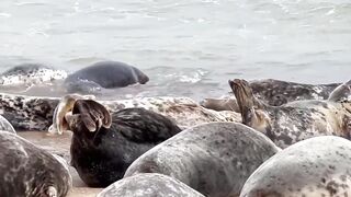 Watch these GORGEOUS SEALS stretching and rolling at HORSEY GAP BEACH in NORFOLK ENGLAND//UK Tourism