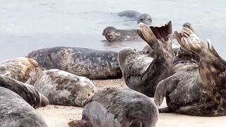 Watch these GORGEOUS SEALS stretching and rolling at HORSEY GAP BEACH in NORFOLK ENGLAND//UK Tourism