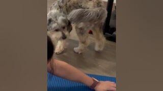 Stretching with our Aussiedoodle #shortscreator #shorts #aussiedoodle #exercise #stretching