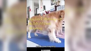 Yoga Time Stretching with My Cute Pet Coach “Mengmeng