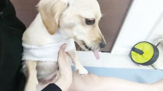 Cute dog going for woman's hand during yoga stretching.【Dachshund】