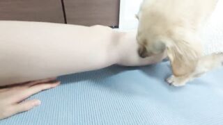 Cute dog going for woman's hand during yoga stretching.【Dachshund】