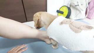 Cute dog going for woman's hand during yoga stretching.【Dachshund】