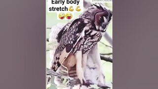 Owl stretching: Part-22 #fypシ゚viralシfypシ゚2024 #trending2024 #fyiシ゚ #owl #stretching #shortvideo