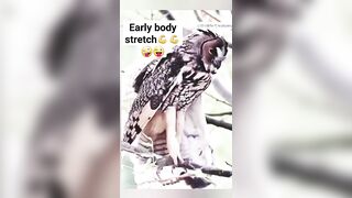 Owl stretching: Part-22 #fypシ゚viralシfypシ゚2024 #trending2024 #fyiシ゚ #owl #stretching #shortvideo