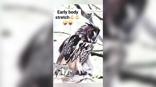 Owl stretching: Part-22 #fypシ゚viralシfypシ゚2024 #trending2024 #fyiシ゚ #owl #stretching #shortvideo