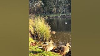 Stretching Beauty???? Ducks Flaunting Orange Legs