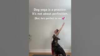 Dog yoga with River. Practicing camel pose. #dogyoga #yogawithdogs #germanshepherd