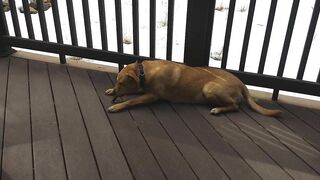 Junebug helped me stretching on the deck, then she got a reward of the day!