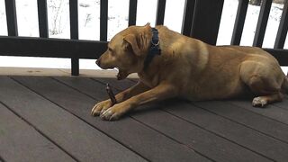 Junebug helped me stretching on the deck, then she got a reward of the day!