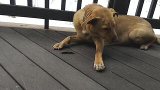 Junebug helped me stretching on the deck, then she got a reward of the day!