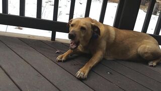 Junebug helped me stretching on the deck, then she got a reward of the day!