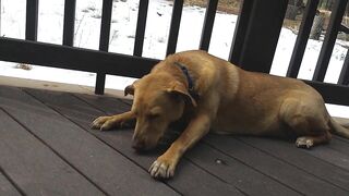 Junebug helped me stretching on the deck, then she got a reward of the day!