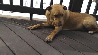 Junebug helped me stretching on the deck, then she got a reward of the day!