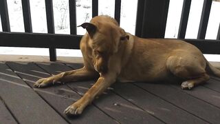 Junebug helped me stretching on the deck, then she got a reward of the day!