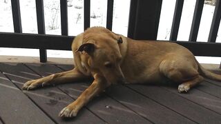 Junebug helped me stretching on the deck, then she got a reward of the day!