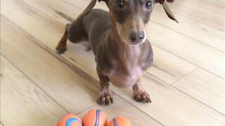 Starbox Dachshunds Compilation Chapter 75