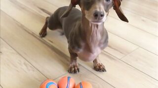 Starbox Dachshunds Compilation Chapter 75