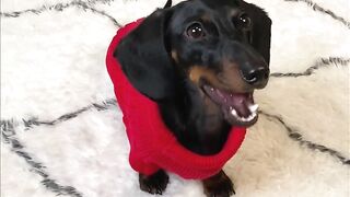 Starbox Dachshunds Compilation Chapter 75