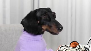 Starbox Dachshunds Compilation Chapter 75