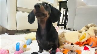 Starbox Dachshunds Compilation Chapter 75