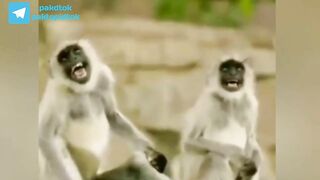 Most funny pakistani joker having fun  #funnyvideo