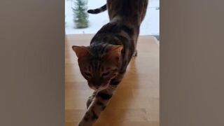 Bengal cat stretching#short#bengalcat#stretching#invitationplay