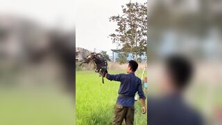 How flexible Hawk Eagle Training #training #shortvideo #video #amazing #train #eagles