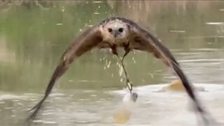 How flexible Hawk Eagle Training