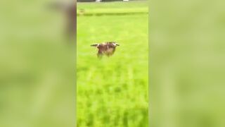 How flexible Hawk Eagle Training