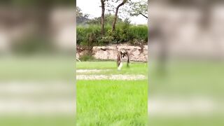 How flexible Hawk Eagle Training