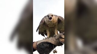 How flexible Hawk Eagle Training