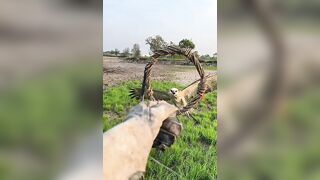 How flexible Hawk Eagle Training