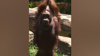 orangutan stretching in the forest #orangutan #forest #2024 #like #comment