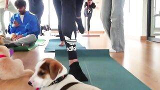 Puppies join for yoga class in India