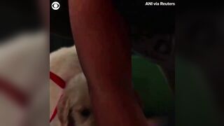 Puppies join for yoga class in India