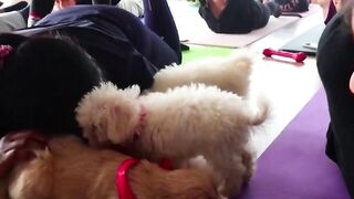 Puppies join for yoga class in India